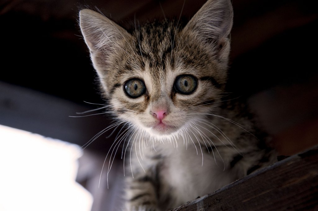 Натиснете снимката за да я уголемите

Име:_DSC0170_1.jpg
Прегледи:1
Размер:89.1 КБ
ID:5676986