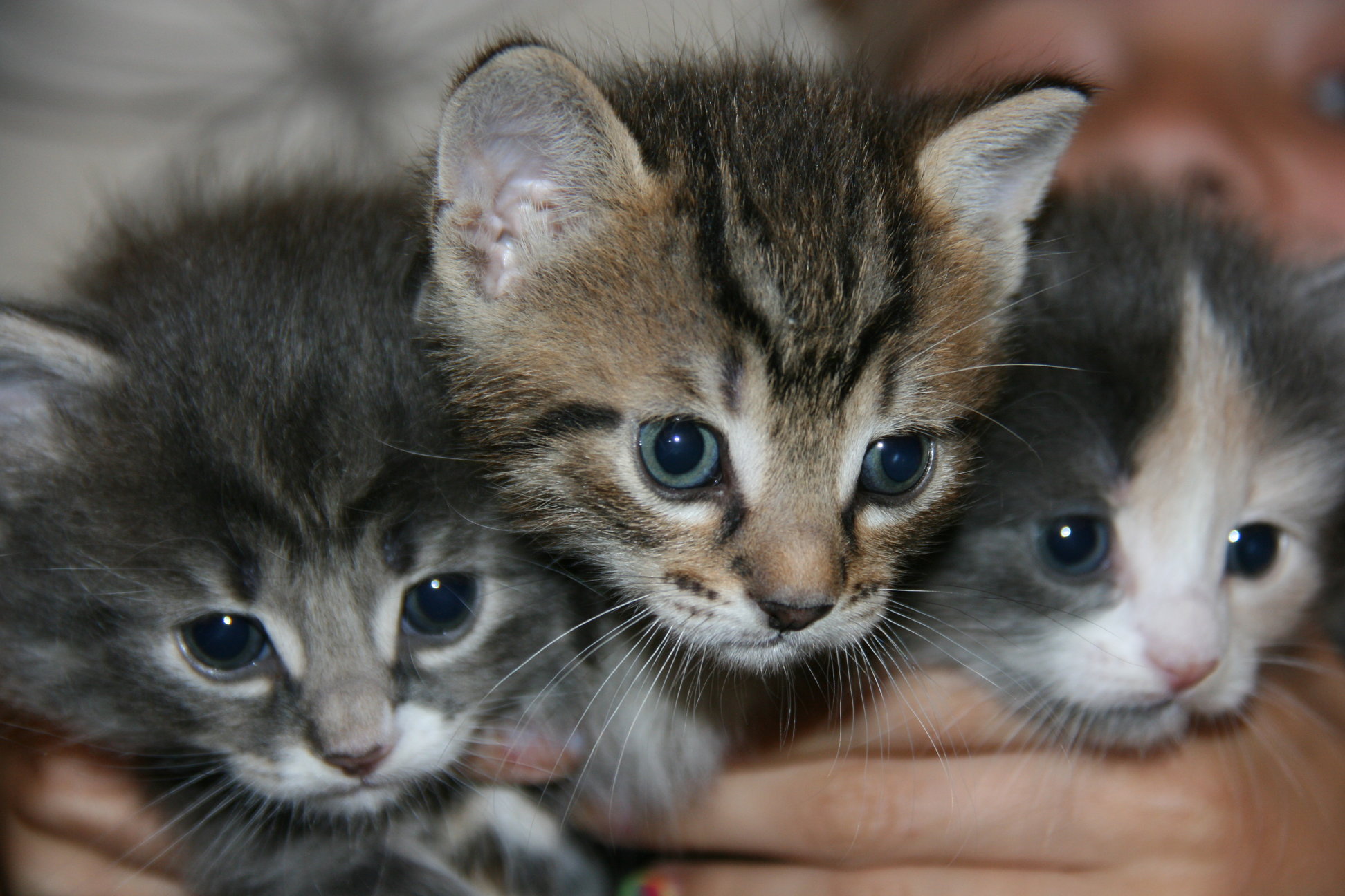 Натиснете снимката за да я уголемите

Име:rsz_img_2503.jpg
Прегледи:1
Размер:375.1 КБ
ID:5776430