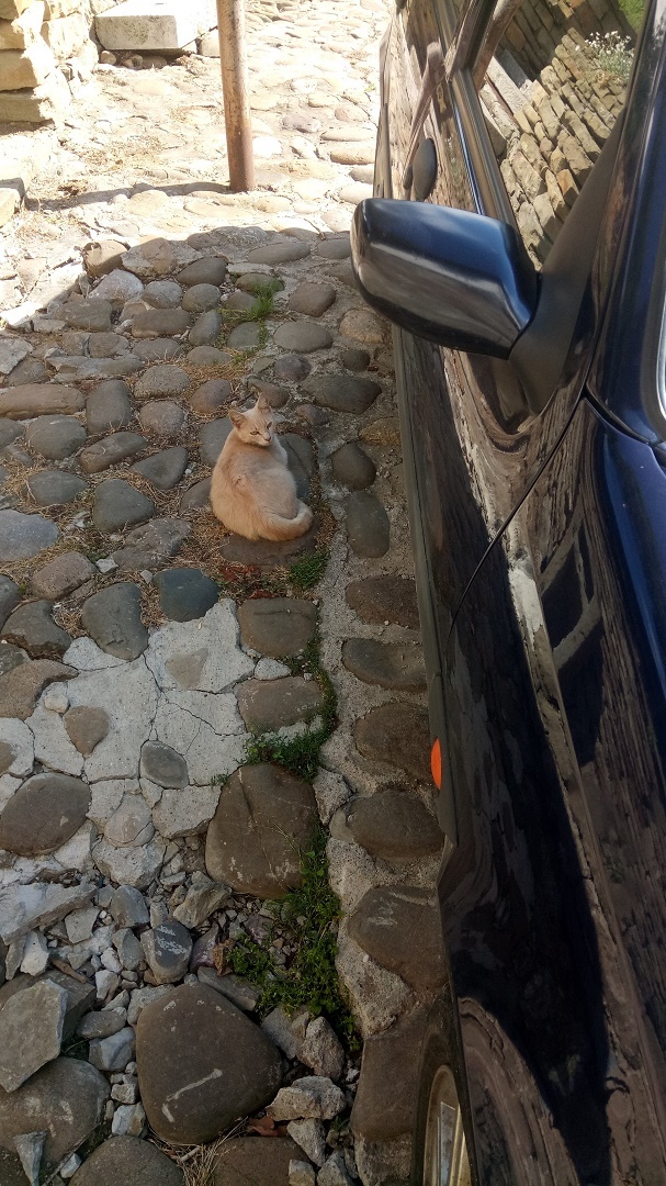 Натиснете снимката за да я уголемите

Име:IMG_20200522_170217.jpg
Прегледи:322
Размер:329.8 КБ
ID:6606425