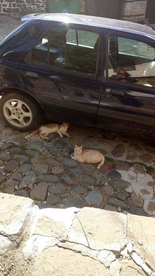 Натиснете снимката за да я уголемите

Име:IMG_20200522_170311.jpg
Прегледи:316
Размер:299.3 КБ
ID:6606427