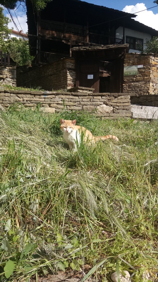 Натиснете снимката за да я уголемите

Име:IMG_20200522_170318.jpg
Прегледи:326
Размер:425.2 КБ
ID:6606428