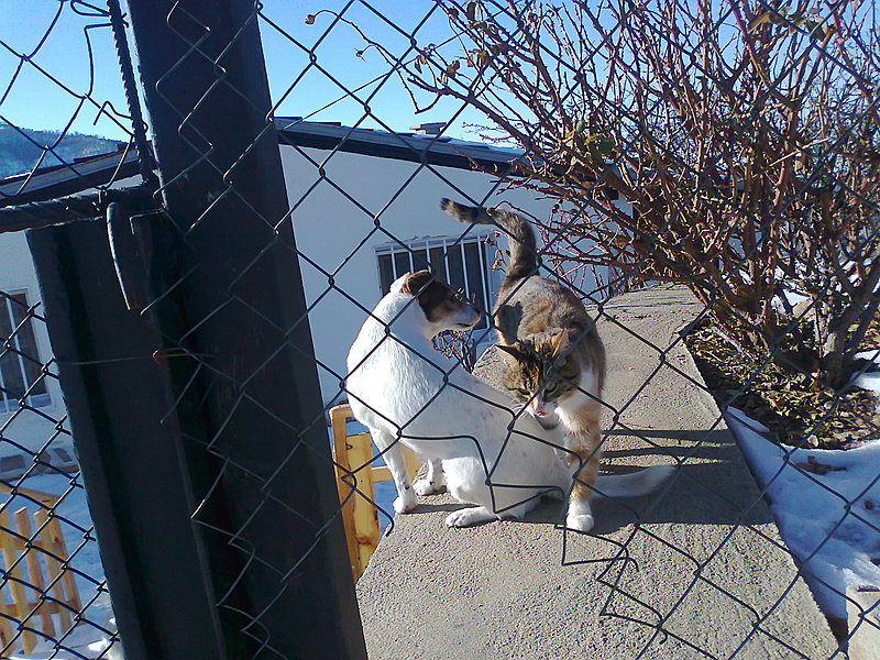 Натиснете снимката за да я уголемите

Име:Снимка2888.jpg
Прегледи:399
Размер:971.4 КБ
ID:6606449