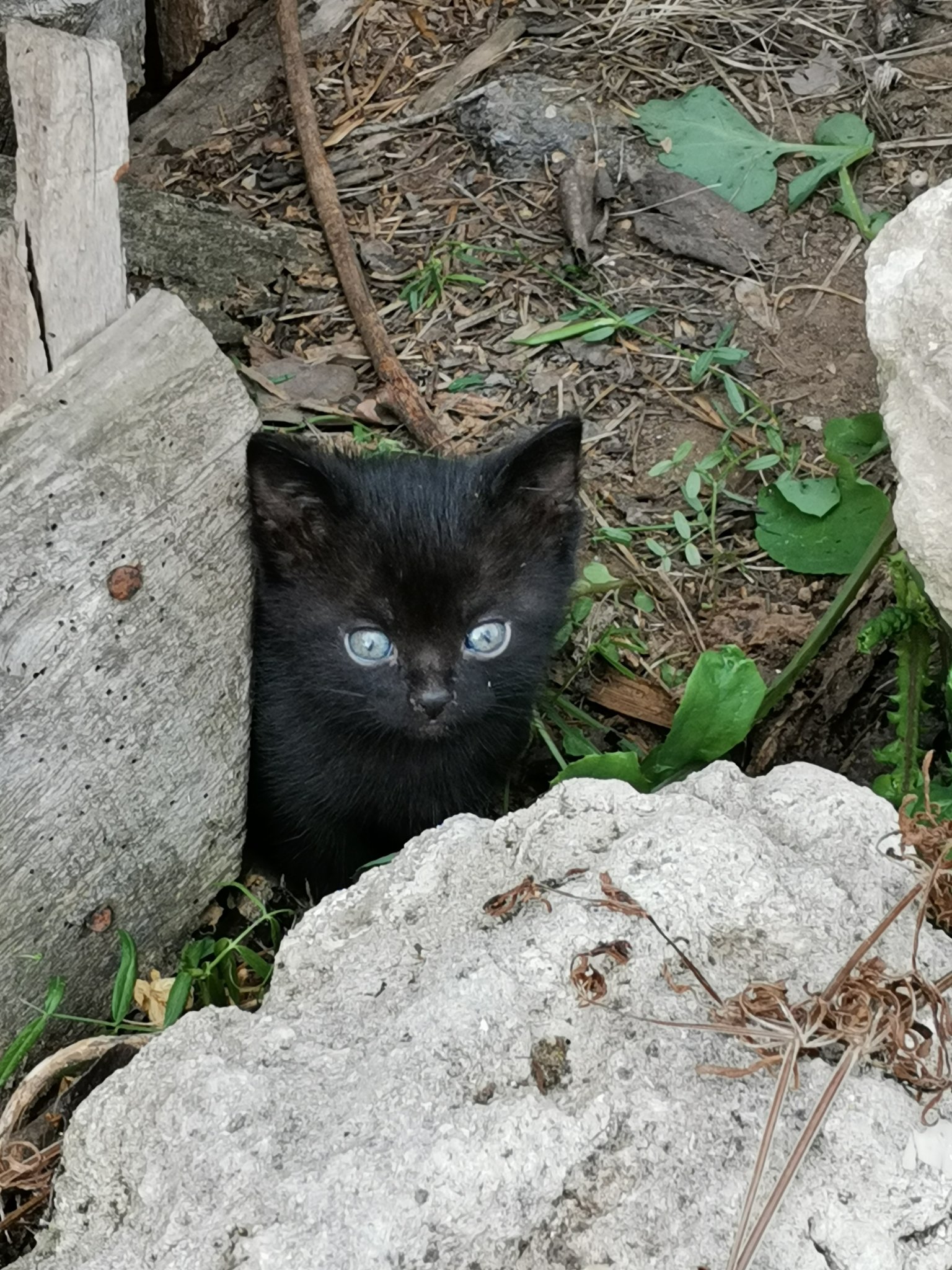 Натиснете снимката за да я уголемите

Име:IMG_20200528_184230.jpg
Прегледи:264
Размер:630.4 КБ
ID:6607432