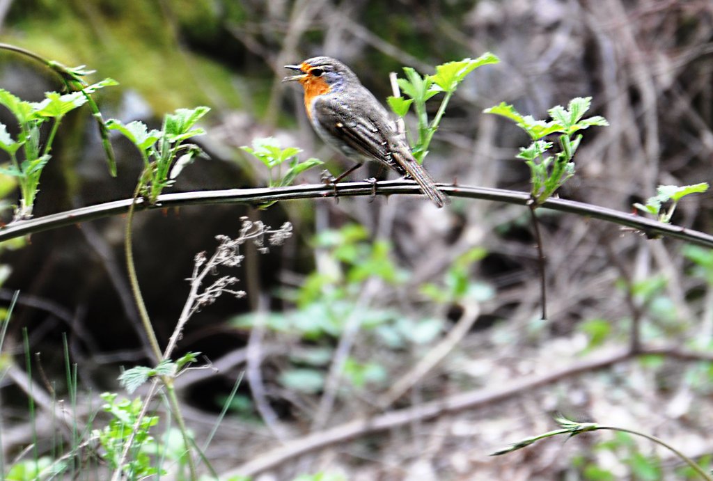 Натиснете снимката за да я уголемите

Име:_DSC1468_1.jpg
Прегледи:1
Размер:127.6 КБ
ID:5576123
