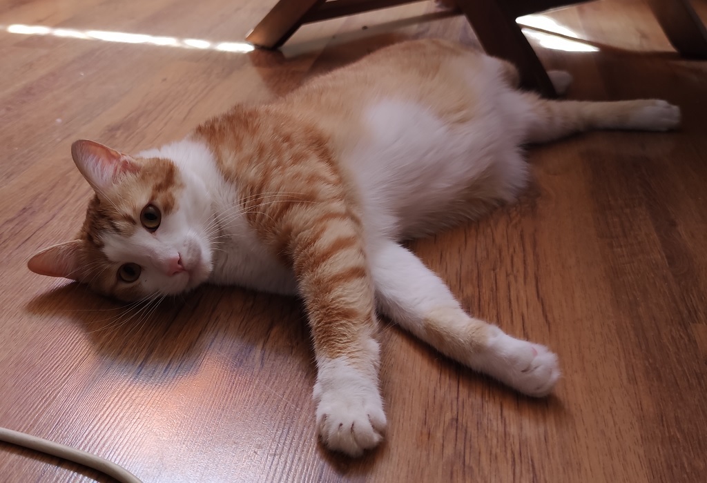 Натиснете снимката за да я уголемите

Име:kot.jpg
Прегледи:557
Размер:188.5 КБ
ID:6618269