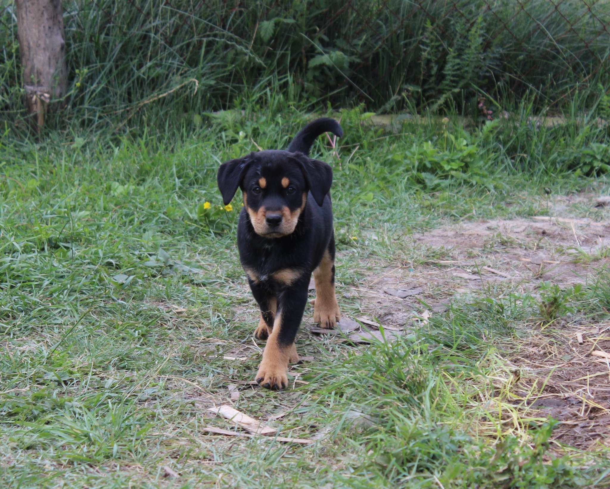 Подарявам ловно куче! - OFFRoad-Bulgaria.com