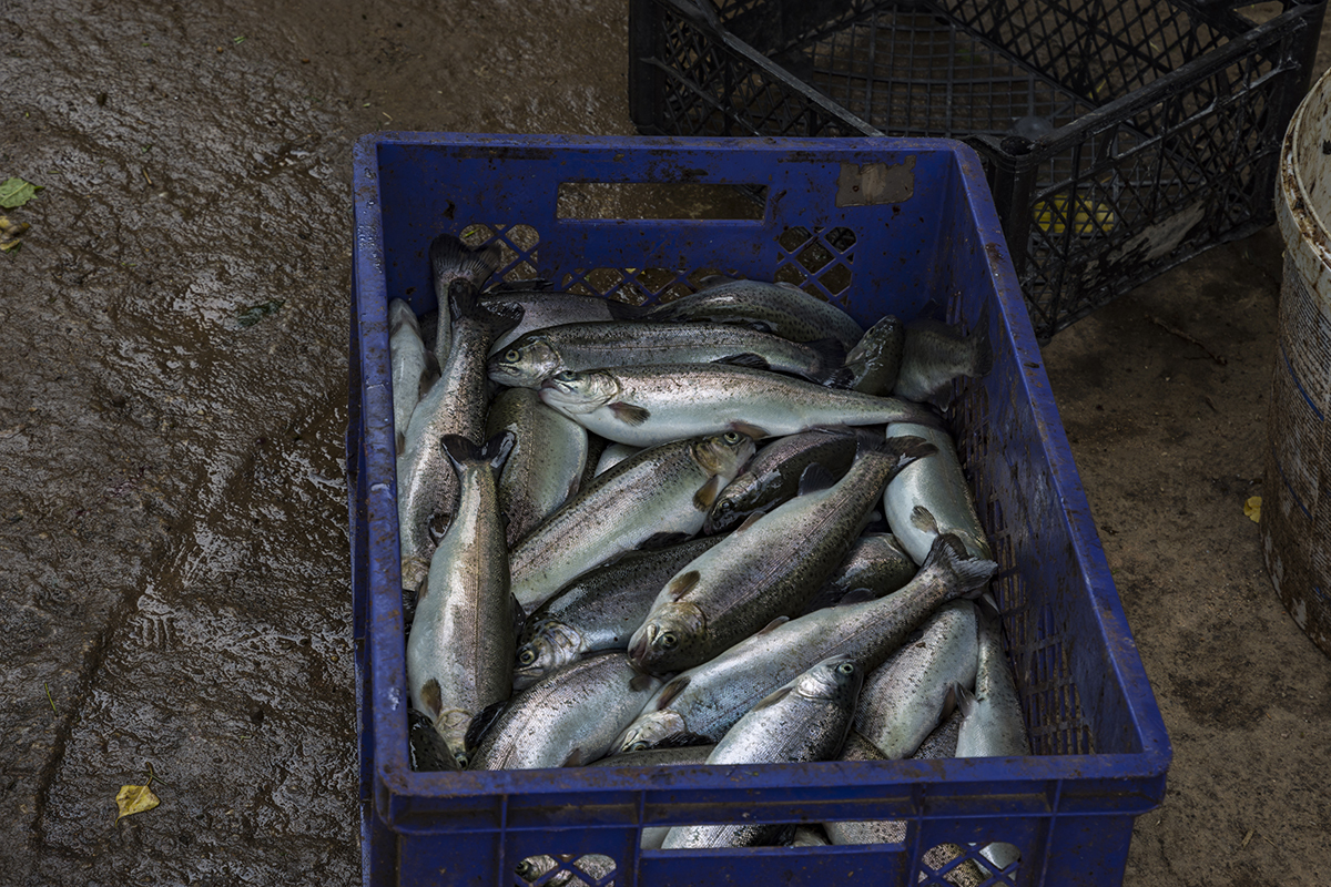 Натиснете снимката за да я уголемите  Име:DSC_8398.jpg Прегледи:0 Размер:987.8 КБ ID:6628343