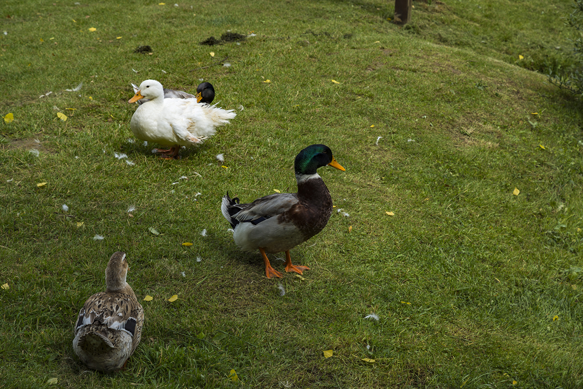 Натиснете снимката за да я уголемите  Име:DSC_8401.jpg Прегледи:0 Размер:1.27 МБ ID:6628344