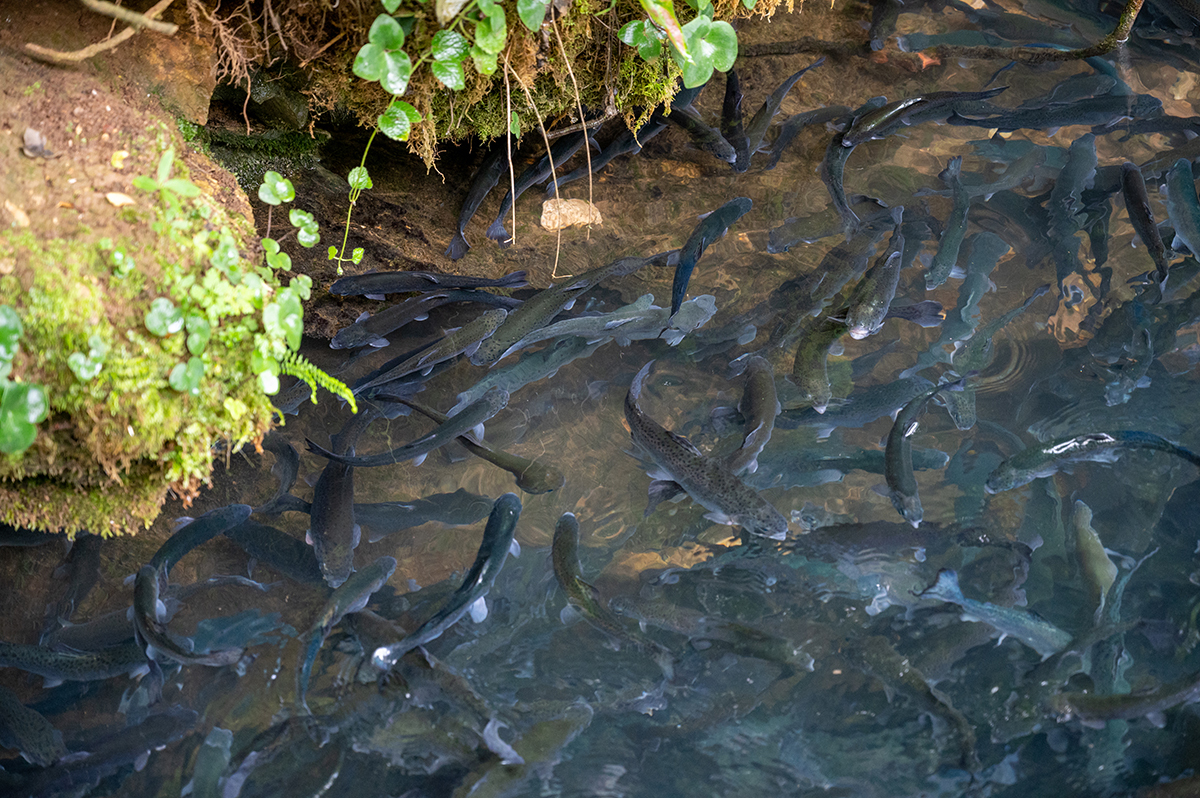 Натиснете снимката за да я уголемите  Име:DSC_0614.jpg Прегледи:0 Размер:986.4 КБ ID:6628355