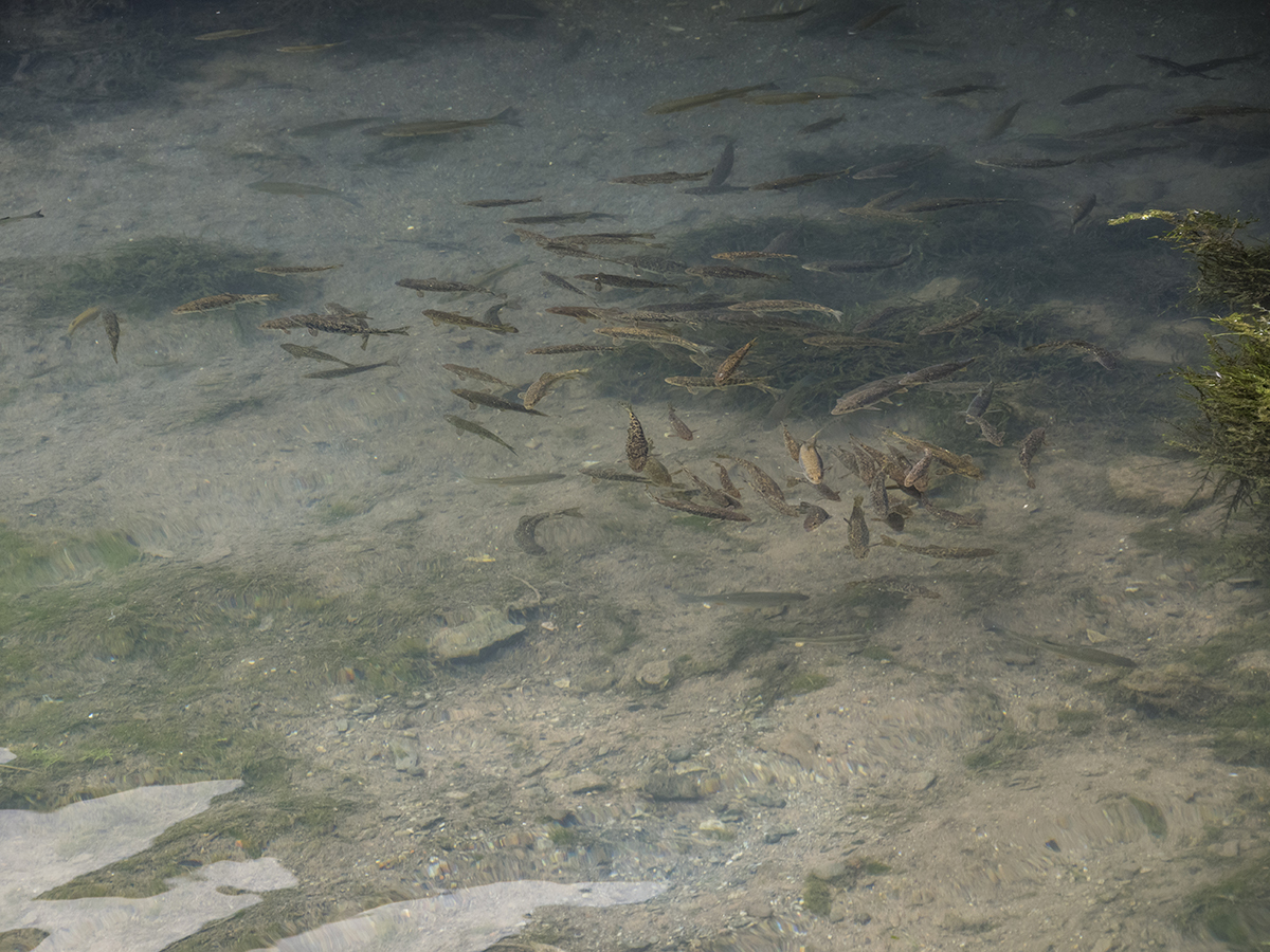 Натиснете снимката за да я уголемите  Име:P6130623.jpg Прегледи:0 Размер:842.6 КБ ID:6628365