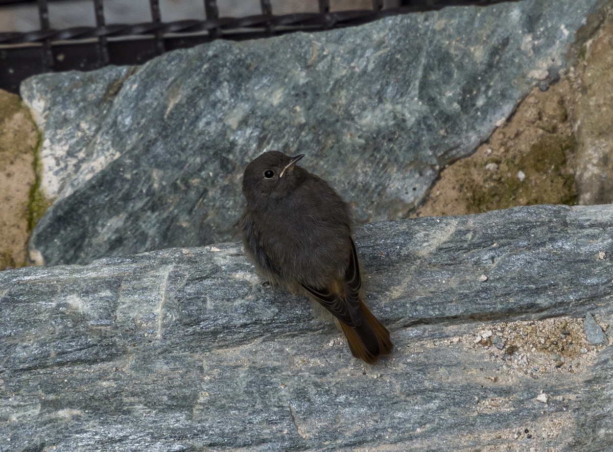Натиснете снимката за да я уголемите  Име:DSC_8552.jpg Прегледи:0 Размер:915.5 КБ ID:6628908