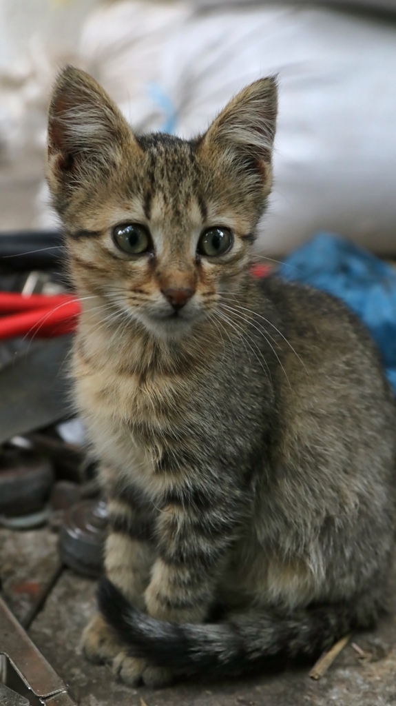 Натиснете снимката за да я уголемите

Име:IMG_4923 2.jpg
Прегледи:365
Размер:334.1 КБ
ID:6629443