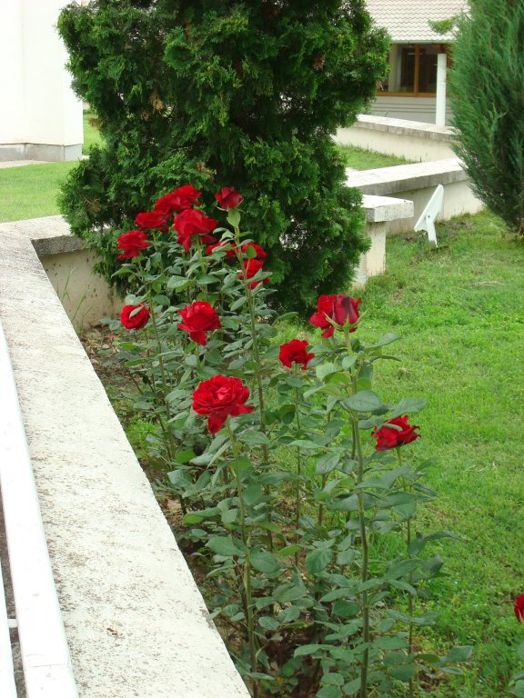 Рози от Рупите