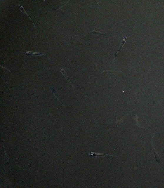 Натиснете снимката за да я уголемите

Име:1 (3).JPG
Прегледи:212
Размер:153.5 КБ
ID:6635766