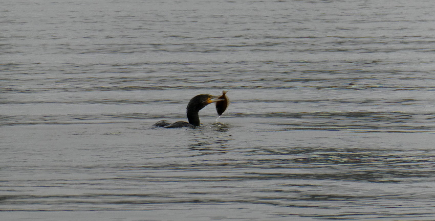 Натиснете снимката за да я уголемите

Име:1 (6).JPG
Прегледи:210
Размер:155.2 КБ
ID:6635769