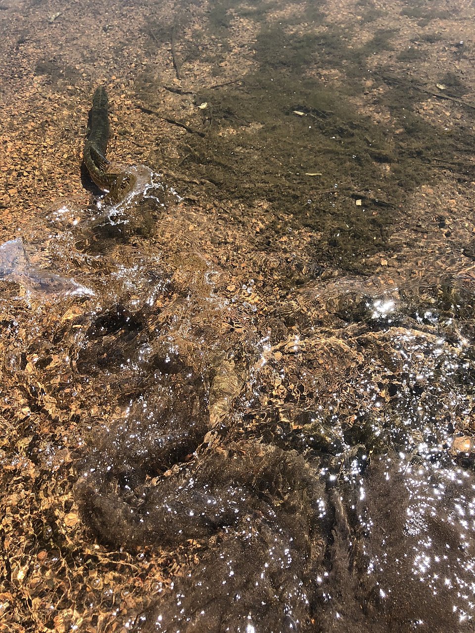 Натиснете снимката за да я уголемите  Име:IMG_0983[1].JPG Прегледи:0 Размер:1.02 МБ ID:6638100