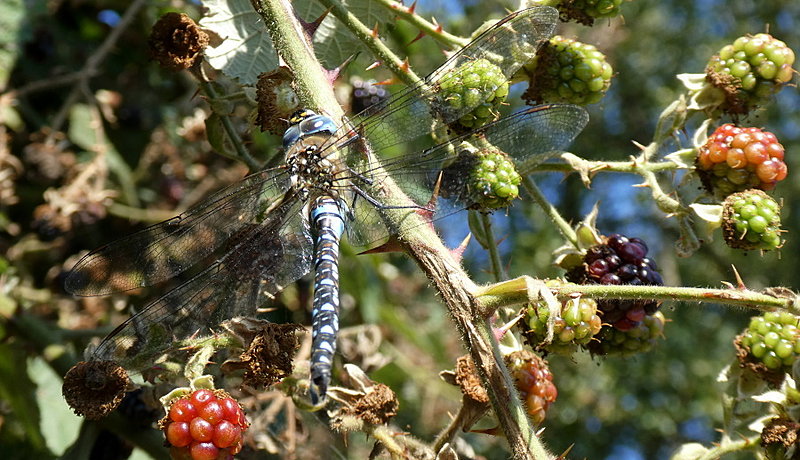 Натиснете снимката за да я уголемите  Име:1 (43).JPG Прегледи:0 Размер:231.6 КБ ID:6641528