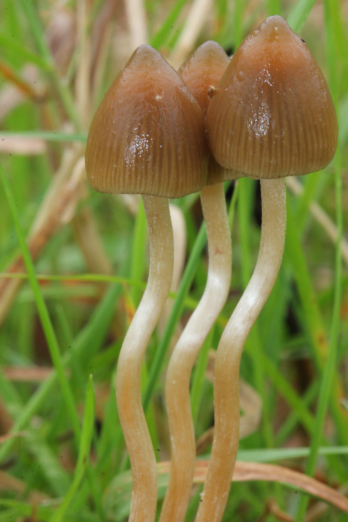 Натиснете снимката за да я уголемите

Име:1200px-Psilocybe.semilanceata.Alan.jpg
Прегледи:582
Размер:219.6 КБ
ID:6647702