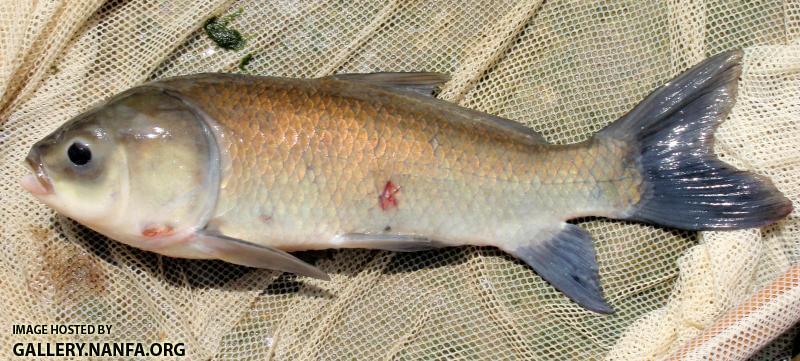 Натиснете снимката за да я уголемите

Име:Bigmouth Buffalo_ Maumee River_ 7-28-09_ NT.jpg
Прегледи:78
Размер:78.1 КБ
ID:6658870
