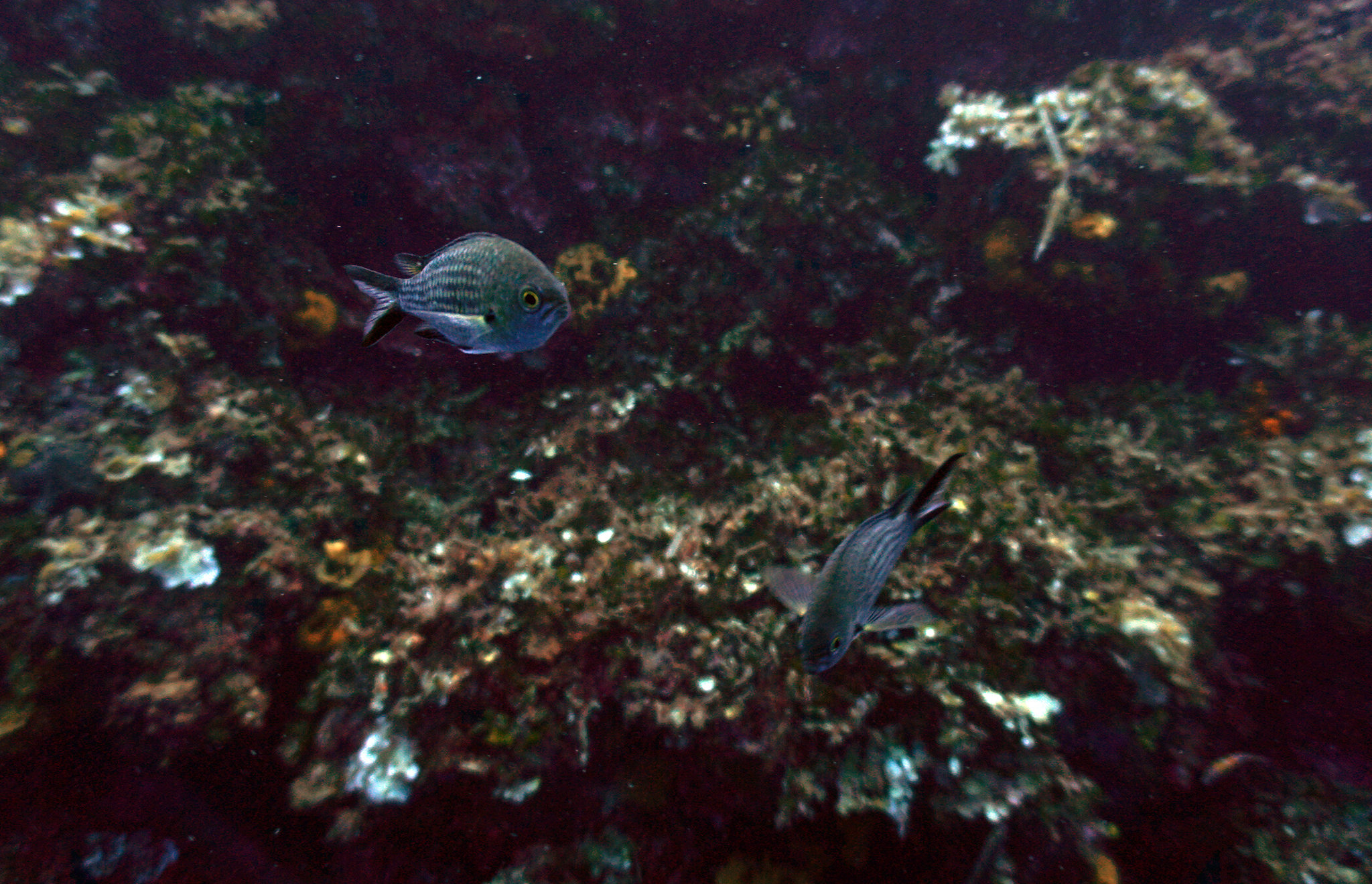 Натиснете снимката за да я уголемите

Име:Fish3.jpg
Прегледи:112
Размер:730.0 КБ
ID:6663420