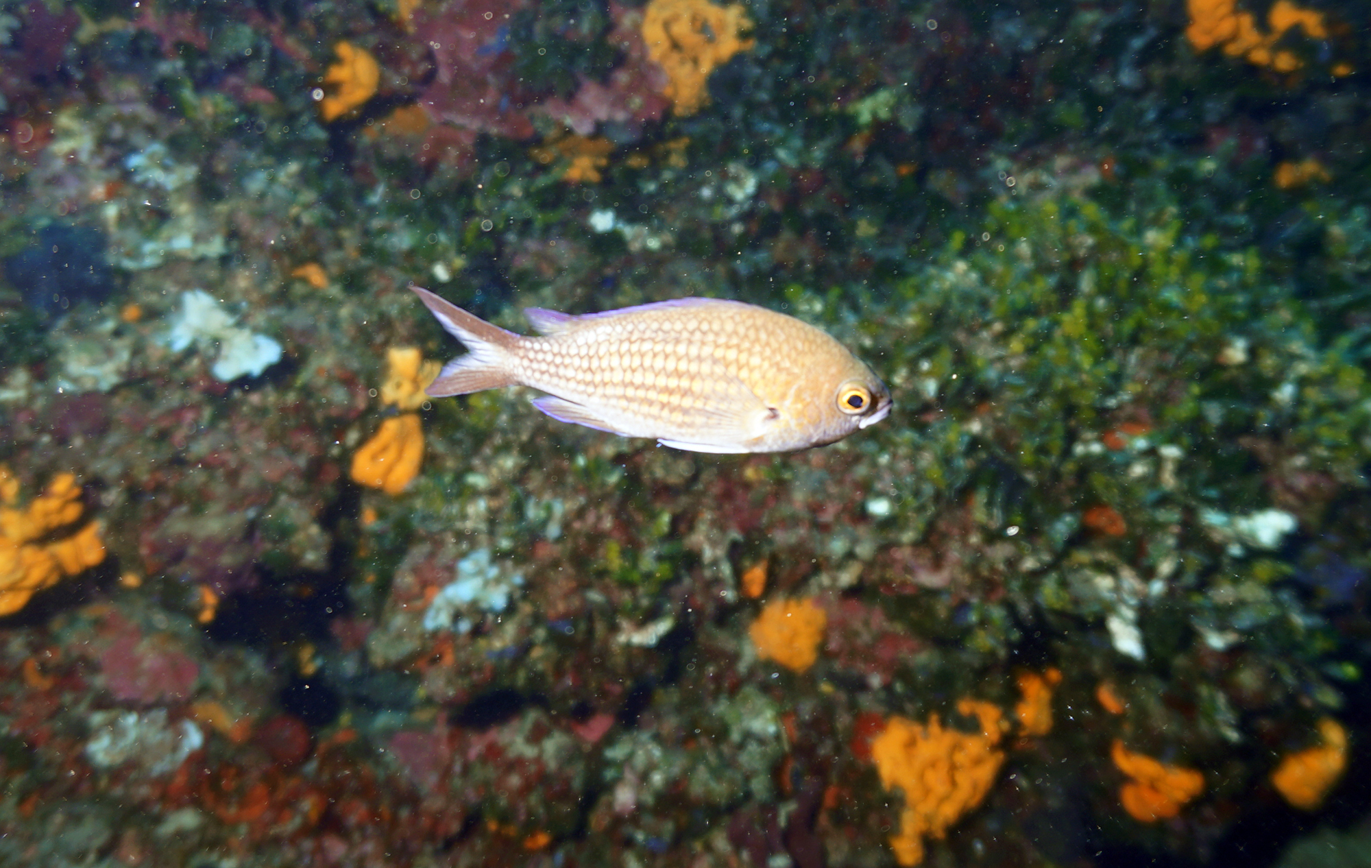 Натиснете снимката за да я уголемите

Име:Fish1.jpg
Прегледи:106
Размер:1.80 МБ
ID:6663424