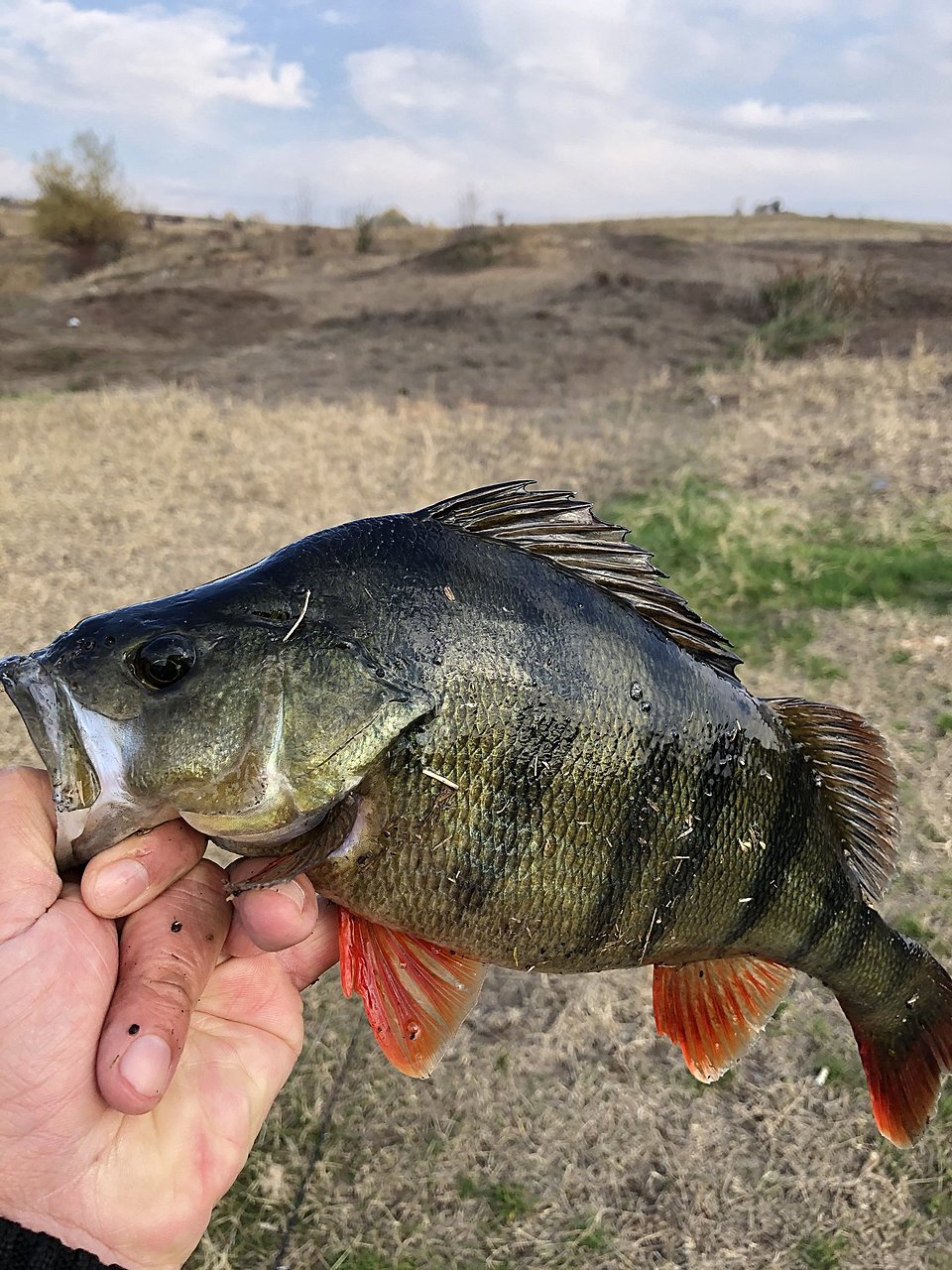Натиснете снимката за да я уголемите  Име:IMG_1209[1].JPG Прегледи:0 Размер:561.2 КБ ID:6670161