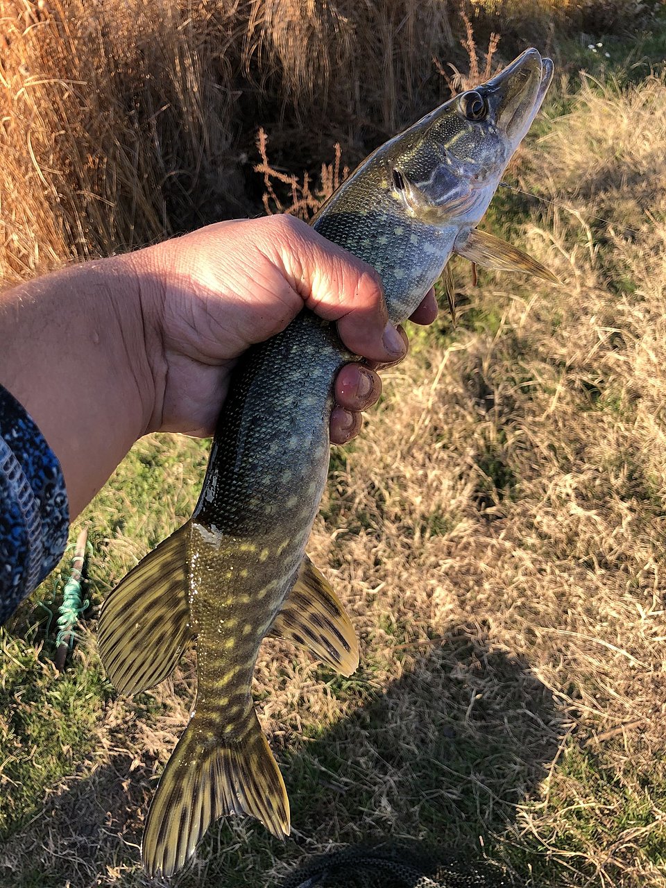 Натиснете снимката за да я уголемите

Име:IMG_1228[1].JPG
Прегледи:379
Размер:850.1 КБ
ID:6670891