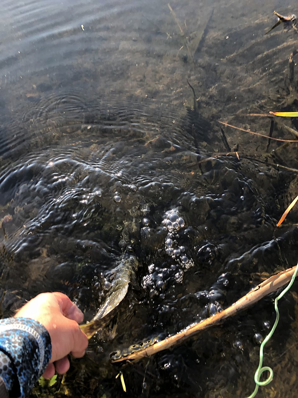 Натиснете снимката за да я уголемите

Име:IMG_1226[1].JPG
Прегледи:376
Размер:450.3 КБ
ID:6670893