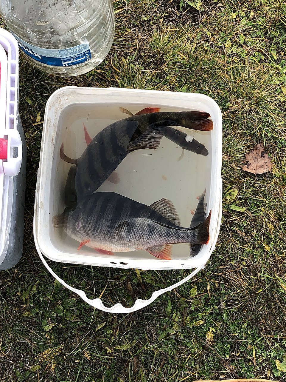 Натиснете снимката за да я уголемите

Име:IMG_1351[1].JPG
Прегледи:288
Размер:897.6 КБ
ID:6682974