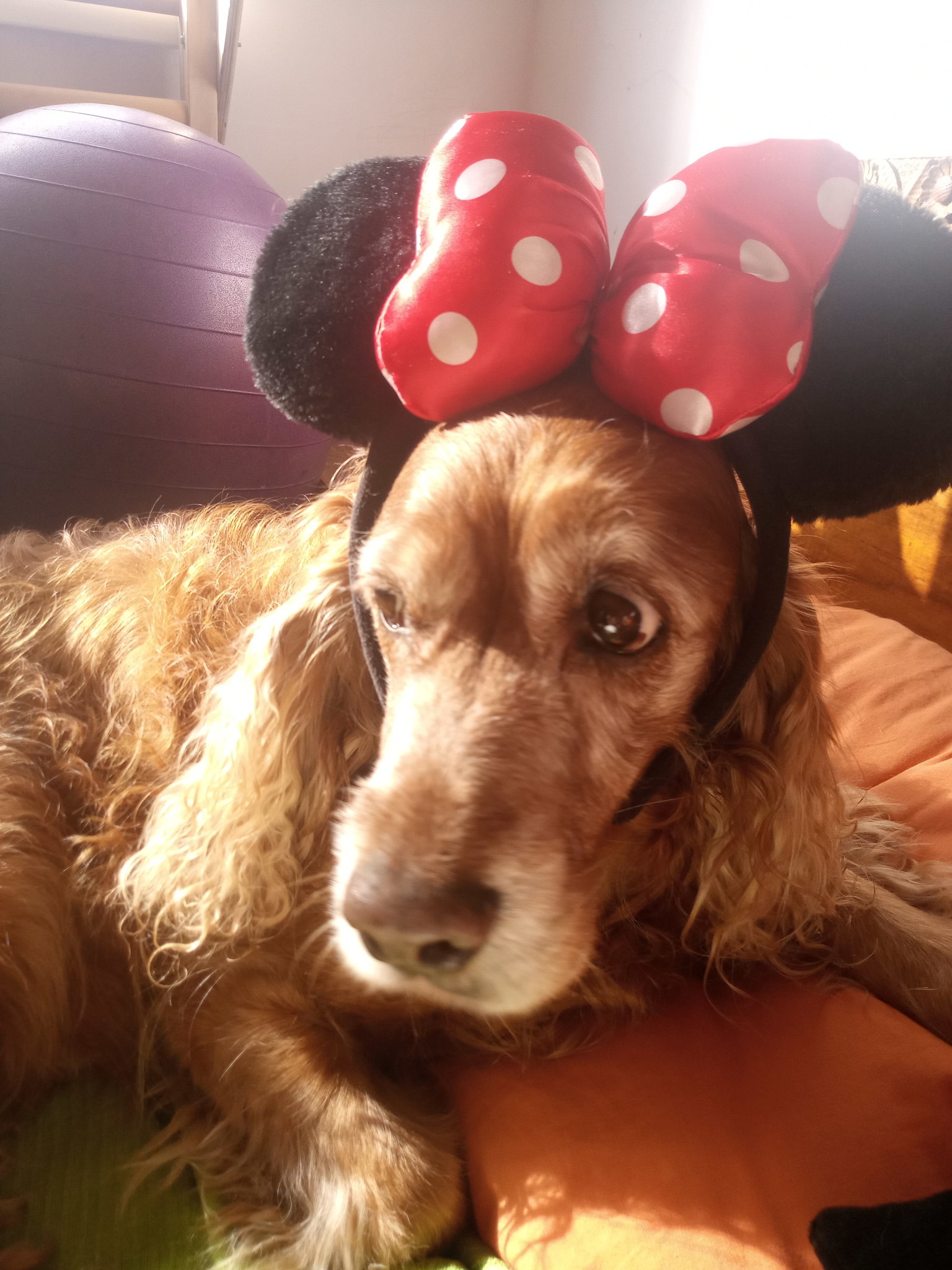 Натиснете снимката за да я уголемите

Име:IMG_20201223_125515.jpg
Прегледи:352
Размер:397.7 КБ
ID:6694808