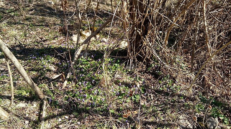 Натиснете снимката за да я уголемите

Име:IMG_20210327_113147-violets.jpg
Прегледи:920
Размер:1.01 МБ
ID:6726056