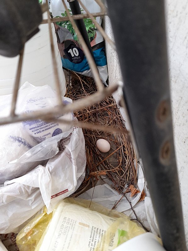 Натиснете снимката за да я уголемите

Име:186308678_235916081626450_705182258428934998_n.jpg
Прегледи:313
Размер:268.3 КБ
ID:6741007