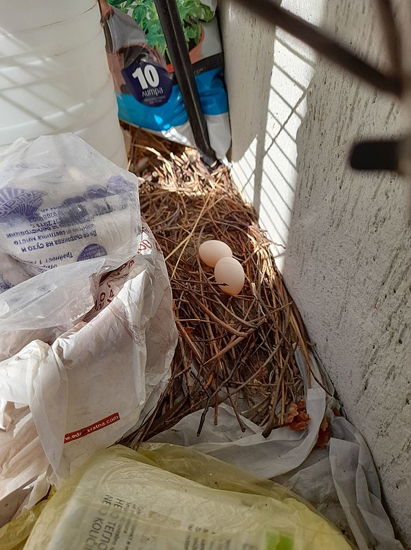 Натиснете снимката за да я уголемите

Име:186476450_4298741146816740_159785089625827901_n.jpg
Прегледи:304
Размер:392.0 КБ
ID:6741008