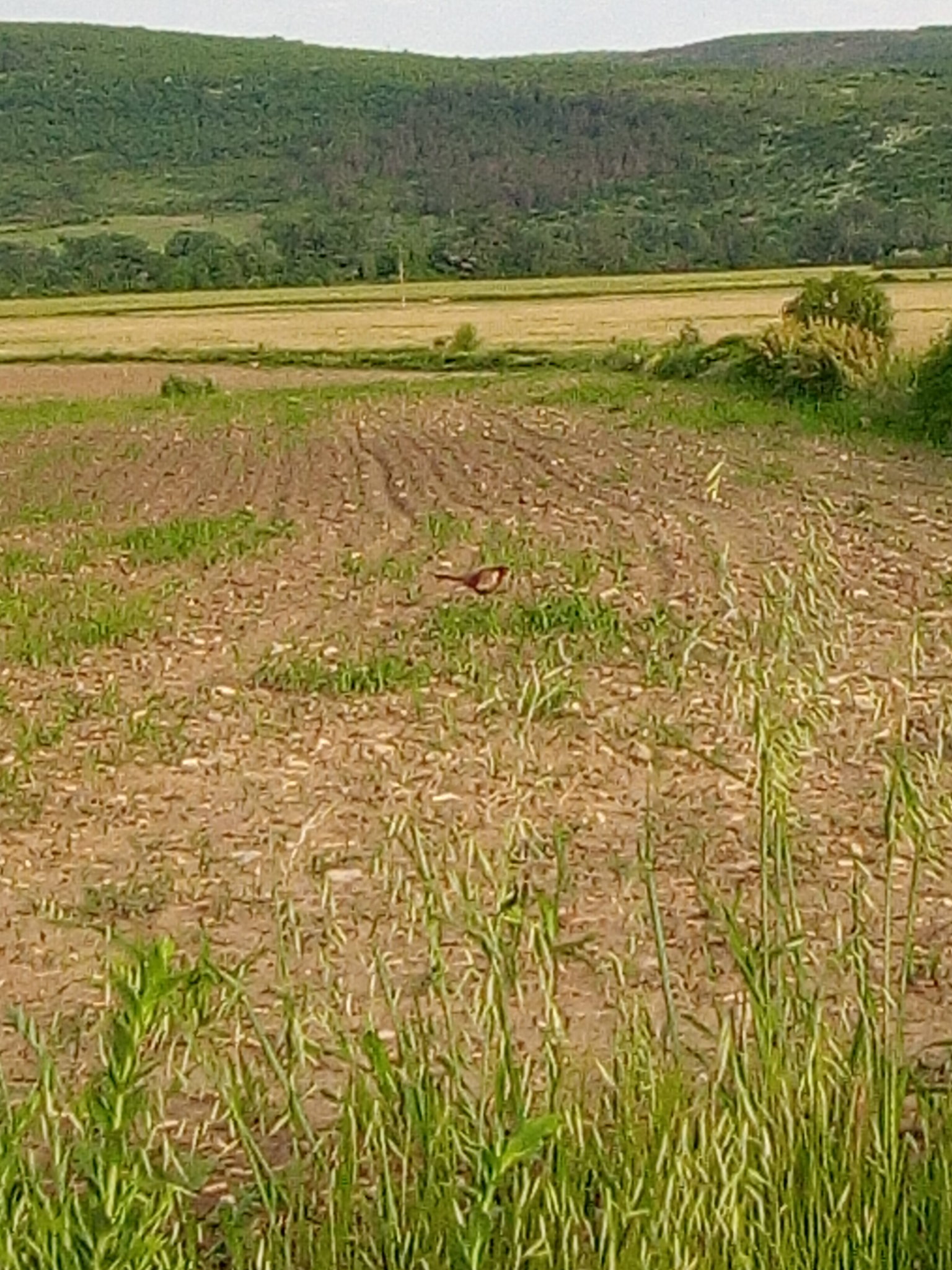 Натиснете снимката за да я уголемите

Име:002.jpg
Прегледи:197
Размер:568.2 КБ
ID:6743279
