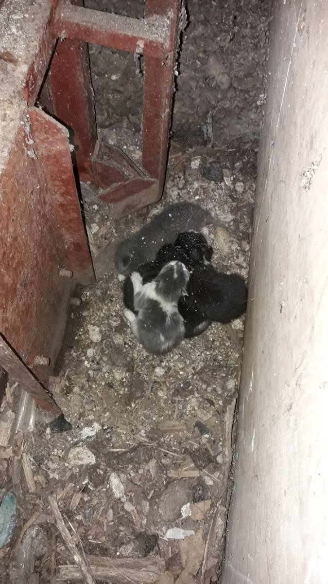 Натиснете снимката за да я уголемите

Име:маци.jpg
Прегледи:178
Размер:161.7 КБ
ID:6750427