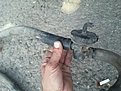 Натиснете снимката за да я уголемите

Име:20210628_201855.jpg
Прегледи:269
Размер:344.3 КБ
ID:6752173