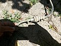 Натиснете снимката за да я уголемите  Име:20210629_132603.jpg Прегледи:0 Размер:786.7 КБ ID:6752287