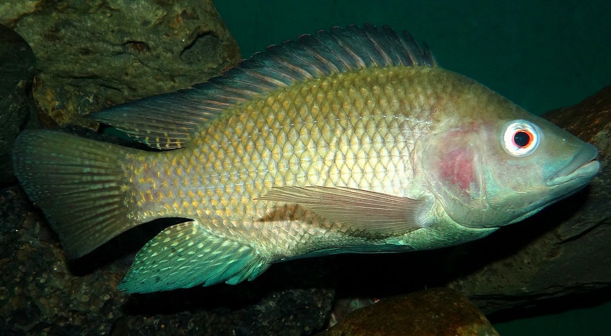 Натиснете снимката за да я уголемите

Име:Oreochromis-niloticus-Nairobi.JPG
Прегледи:90
Размер:174.4 КБ
ID:6815868