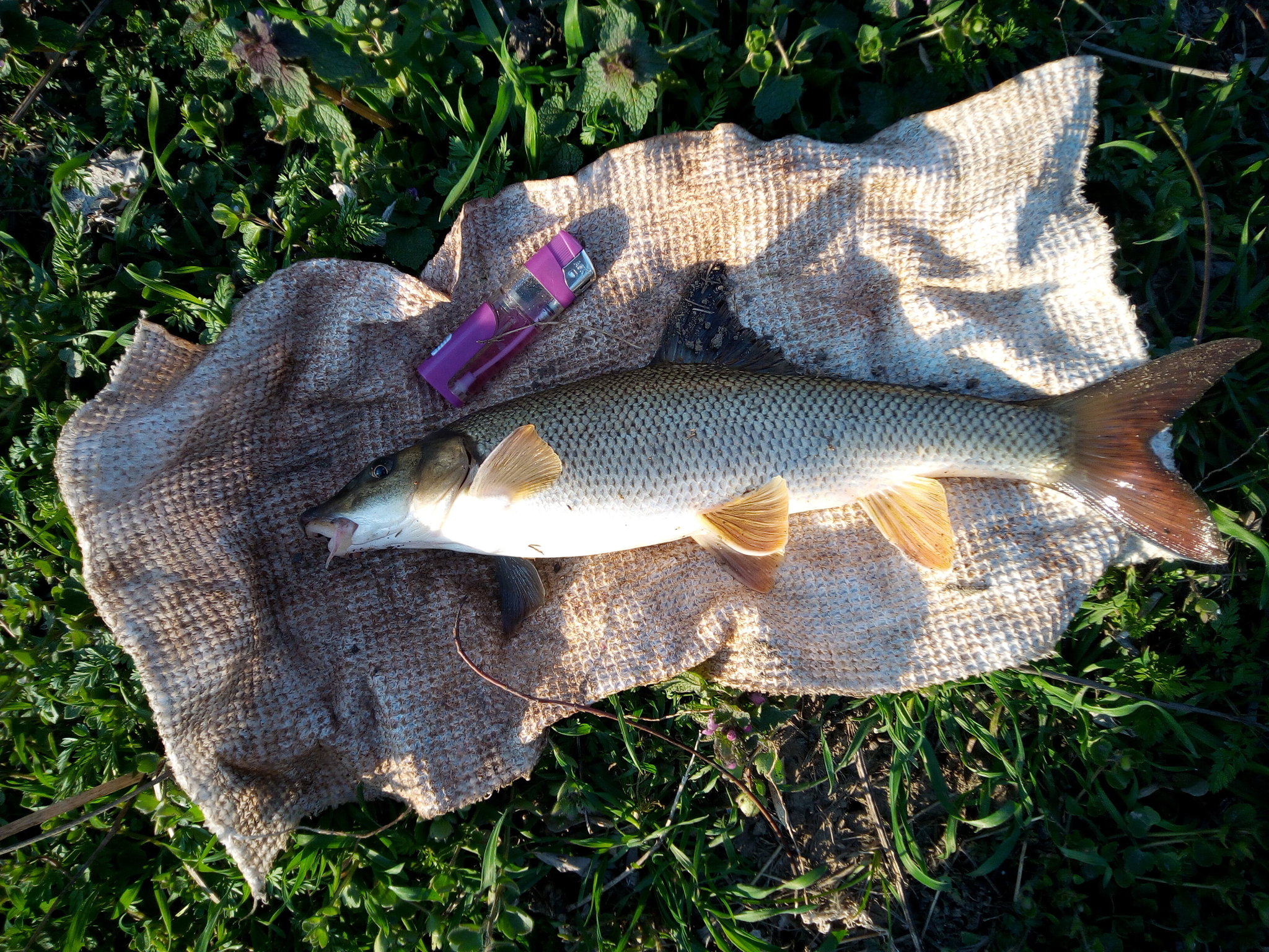 Натиснете снимката за да я уголемите

Име:IMG_20220324_173321_2.jpg
Прегледи:109
Размер:1,000.4 КБ
ID:6838015