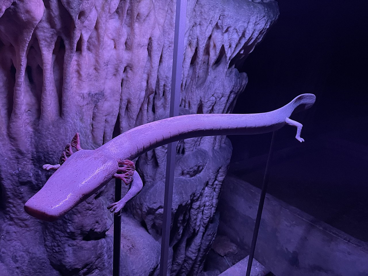 Натиснете снимката за да я уголемите

Име:E5366908-D9F2-4558-8647-347D1048D22E.jpeg
Прегледи:659
Размер:419.7 КБ
ID:6883831