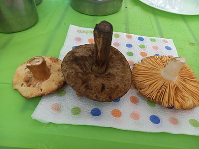 Натиснете снимката за да я уголемите

Име:20220908_123447.jpg
Прегледи:759
Размер:280.6 КБ
ID:6889563