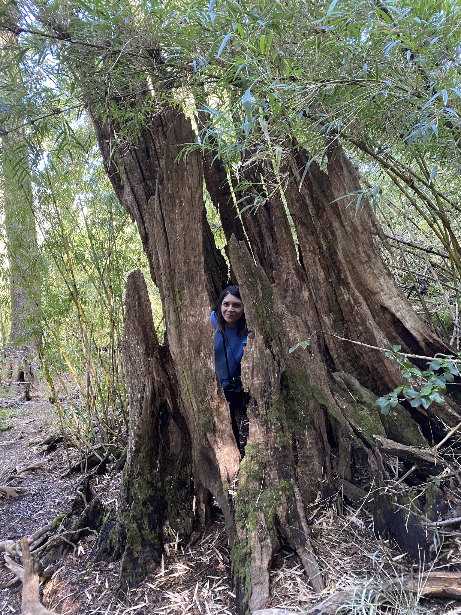 Натиснете снимката за да я уголемите

Име:IMG_6735.jpeg
Прегледи:1529
Размер:1.91 МБ
ID:6892568