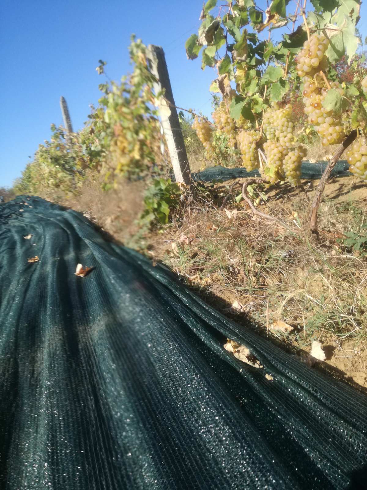 Натиснете снимката за да я уголемите

Име:viber_изображение_2022-10-09_09-37-16-336.jpg
Прегледи:427
Размер:229.7 КБ
ID:6893784