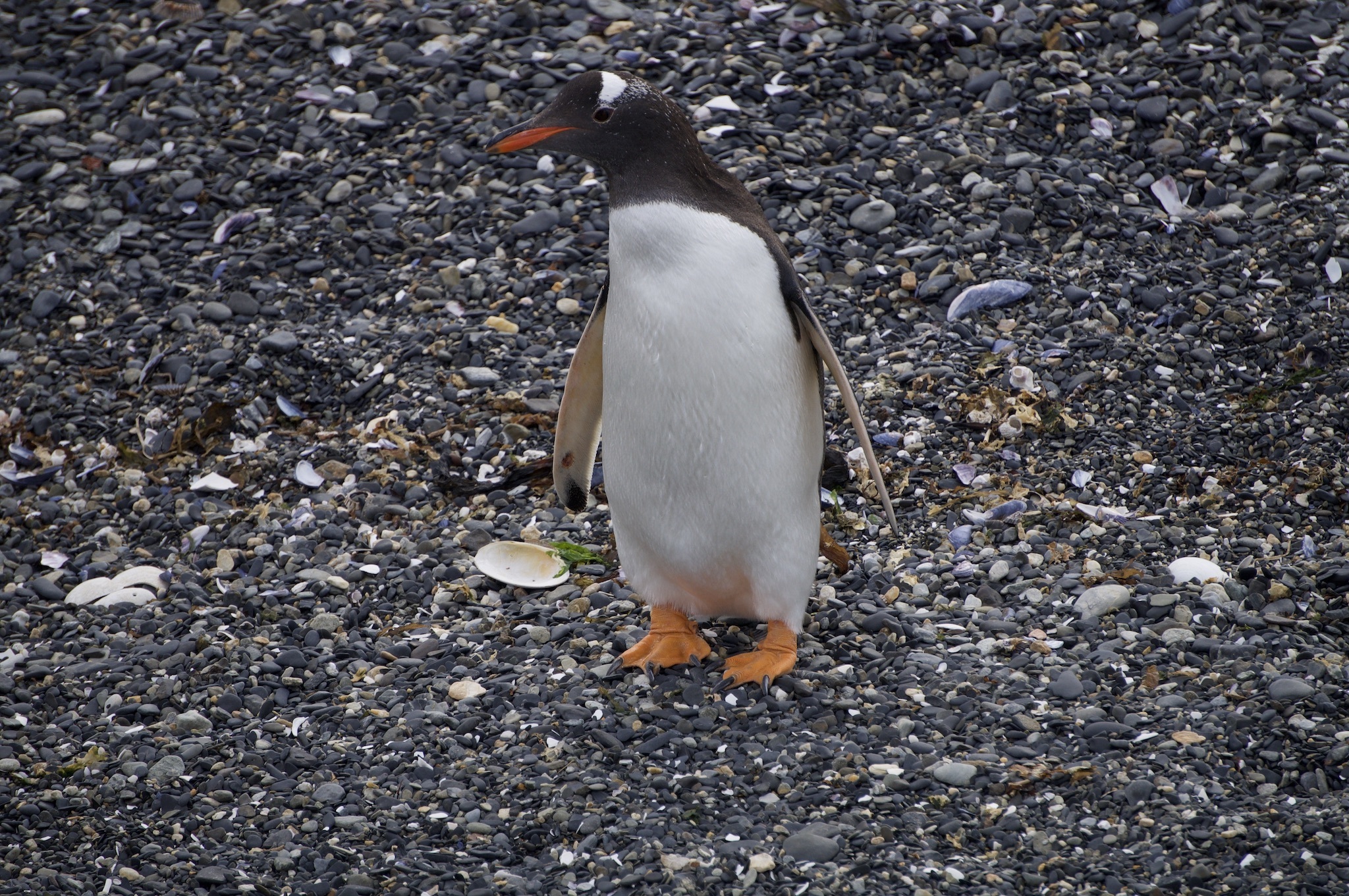 Натиснете снимката за да я уголемите

Име:DSC06015.jpeg
Прегледи:2734
Размер:1.14 МБ
ID:6900515