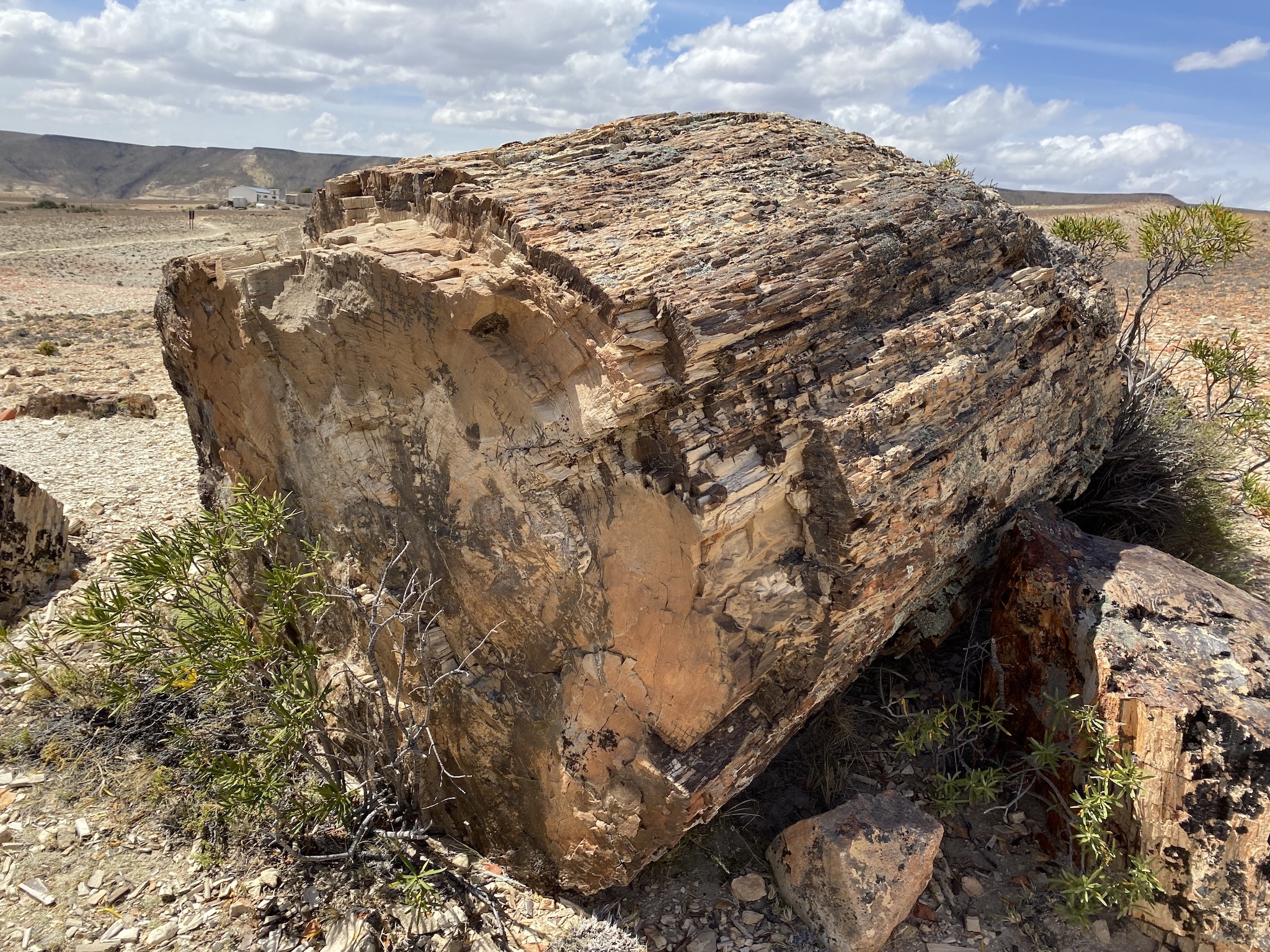 Натиснете снимката за да я уголемите

Име:IMG_8165.jpeg
Прегледи:2251
Размер:1.56 МБ
ID:6903245