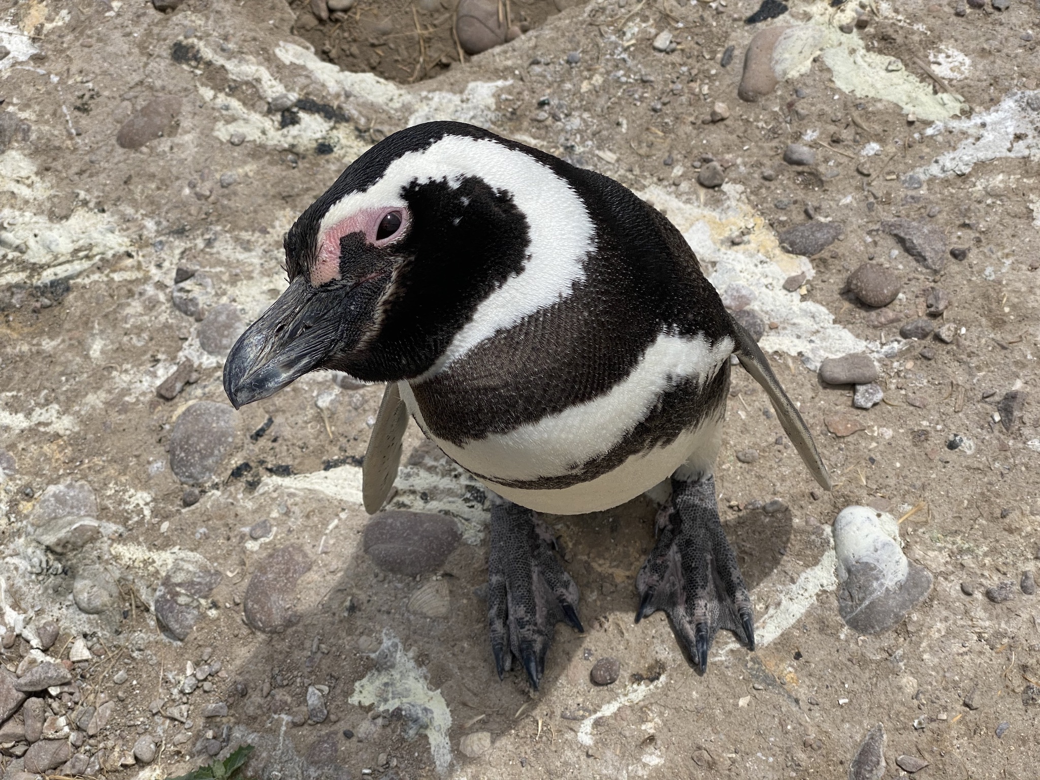 Натиснете снимката за да я уголемите

Име:IMG_8192.jpeg
Прегледи:2226
Размер:1.24 МБ
ID:6903246