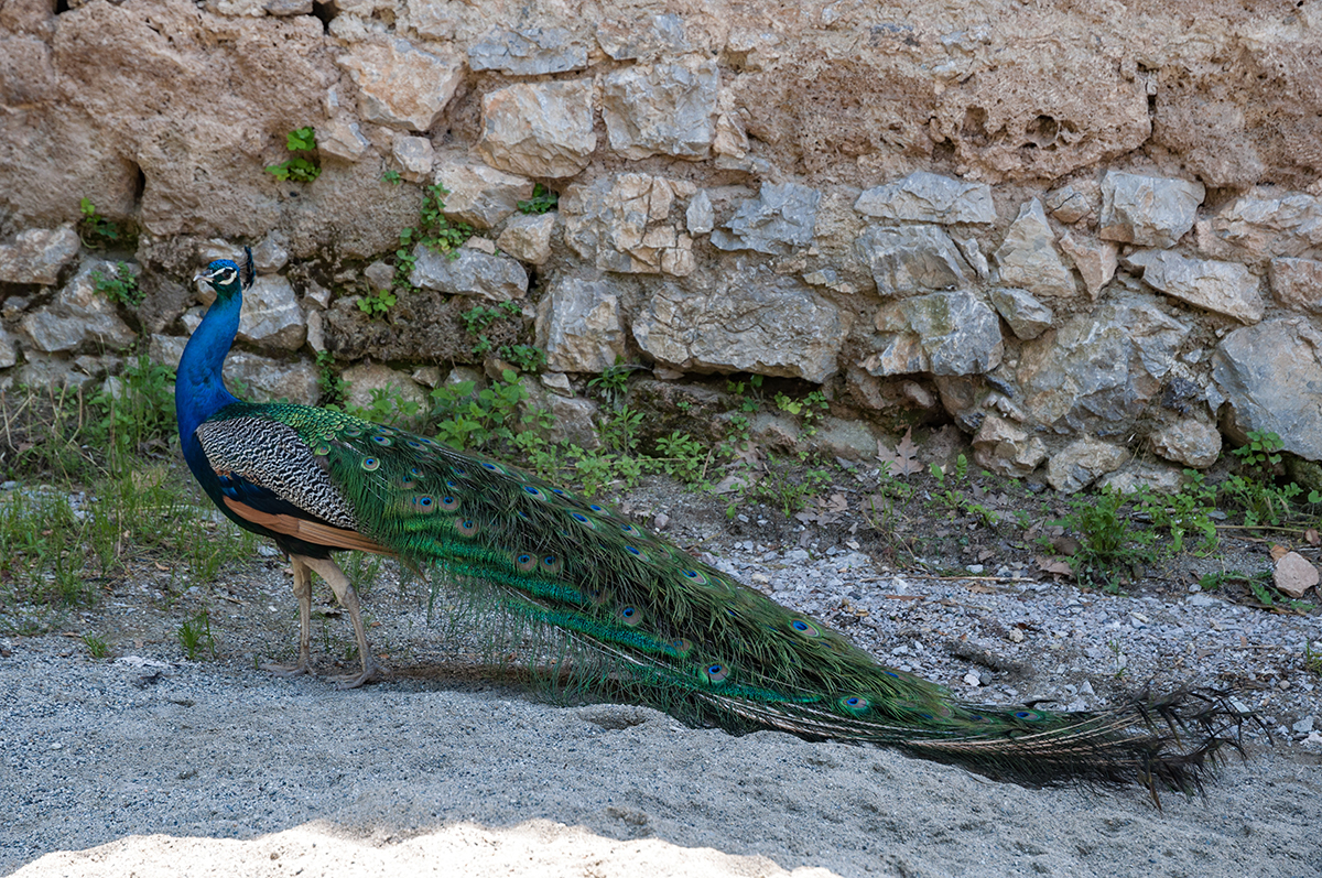 Натиснете снимката за да я уголемите  Име:DSC_3495.jpg Прегледи:0 Размер:1.25 МБ ID:6908491