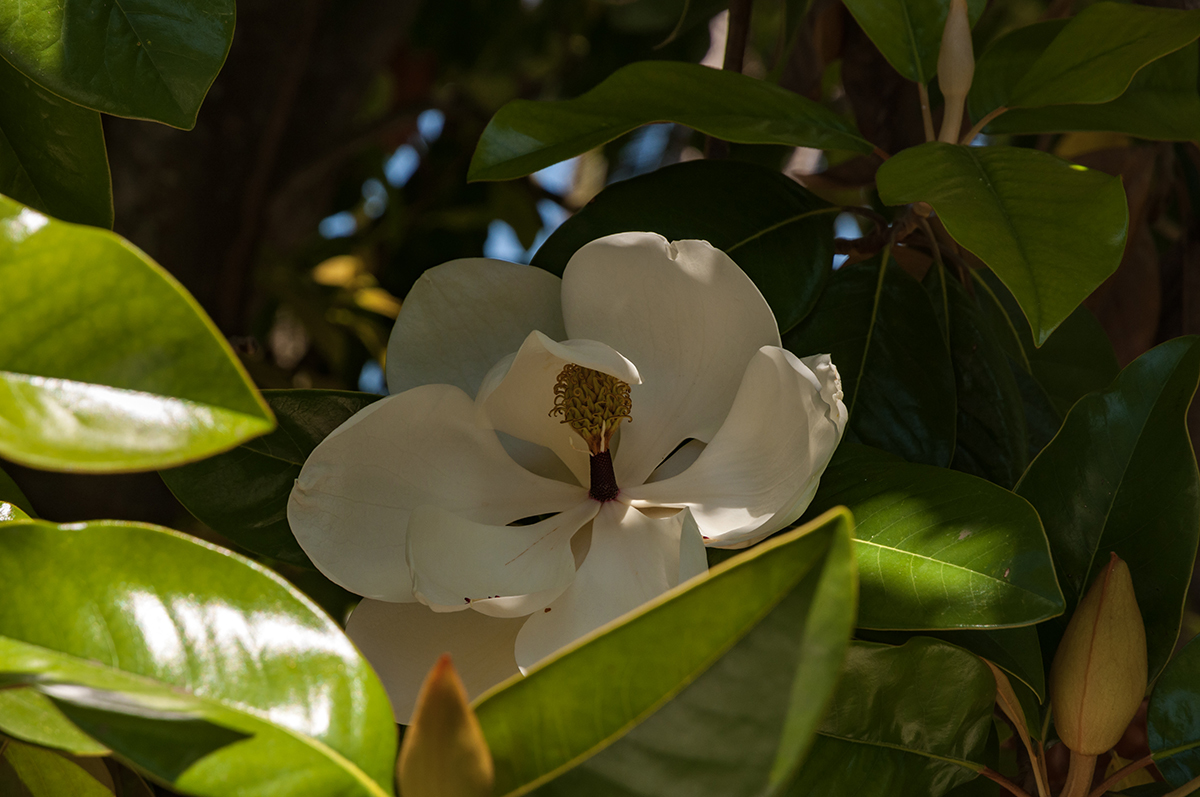 Натиснете снимката за да я уголемите

Име:DSC_4093.jpg
Прегледи:310
Размер:544.1 КБ
ID:6908642