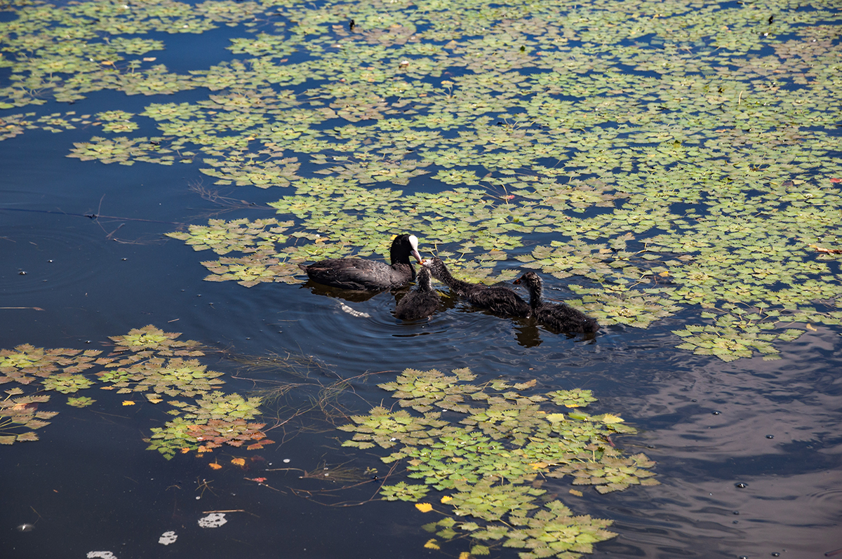Натиснете снимката за да я уголемите  Име:DSC_4914.jpg Прегледи:0 Размер:1.14 МБ ID:6910566