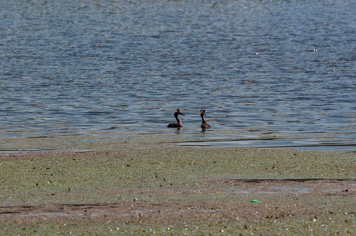 Натиснете снимката за да я уголемите  Име:DSC_4940.jpg Прегледи:0 Размер:1,011.3 КБ ID:6910567